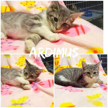 Ardimus -  Domestic Short Hair Cat for Adoption in Saint James, Missouri - Ardimus | PetCurious