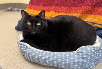 Domestic Short Hair Cats Available for Adoption - Binx | PetCurious