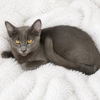 Ont RB F -  Russian Blue Cat for Adoption in Glendora, California - Ont RB F | PetCurious