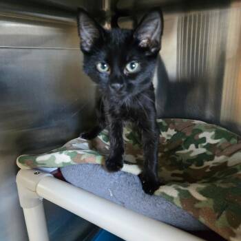 Margo -  Domestic Short Hair Cat for Adoption in West Branch, Michigan - Margo | PetCurious