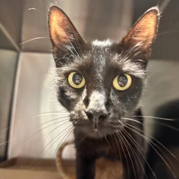 Hermoine -  Domestic Short Hair Cat for Adoption in Chattanooga, Tennessee - Hermoine | PetCurious