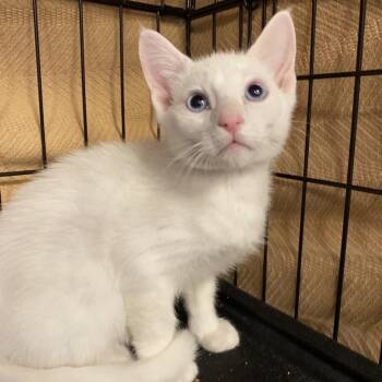 Snow -  Domestic Short Hair Cat for Adoption in Tempe, Arizona - Snow | PetCurious