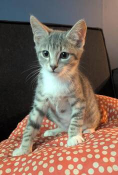 Sky -  Domestic Short Hair Cat for Adoption in Rossville, Georgia - Sky | PetCurious