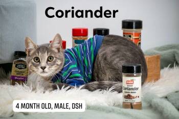 Coriander -  Domestic Short Hair Cat for Adoption in Sevierville, Tennessee - Coriander | PetCurious