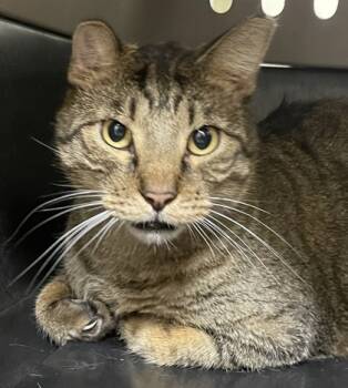 Rescue Domestic Short Hair Cats for Adoption in San Antonio, Texas - Big Poppa | PetCurious