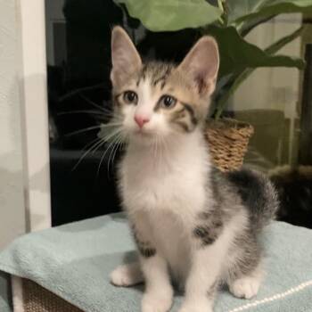 Domestic Short Hair Cats Available for Adoption in Tallahassee, Florida - Blake Haines | PetCurious