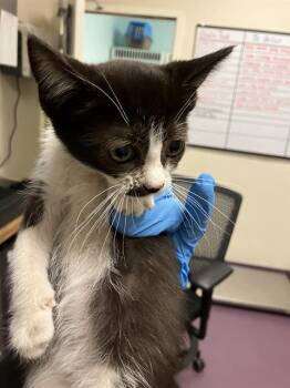 ARIA -  Domestic Short Hair Cat for Adoption in Long Beach, California - ARIA | PetCurious