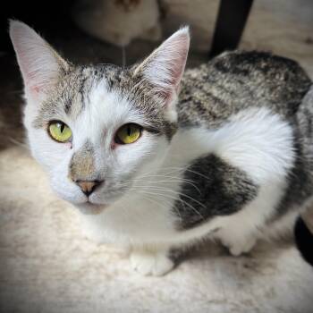 Domestic Short Hair Cats Available for Adoption in Buffalo, New York - Joey | PetCurious