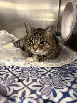 Silkie -  Domestic Short Hair Cat for Adoption in Lowell, Massachusetts - Silkie | PetCurious