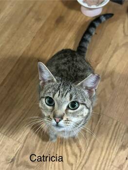 Rescue Domestic Short Hair Cats for Adoption in New York, New York - Catricia | PetCurious