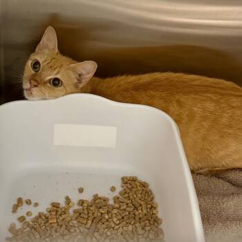 Costco -  Domestic Short Hair Cat for Adoption in Morganton, North Carolina - Costco | PetCurious