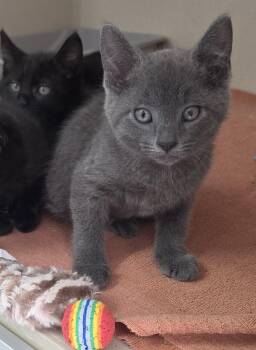 Aardvark -  Domestic Short Hair and American Bobtail Cat for Adoption - Aardvark | PetCurious