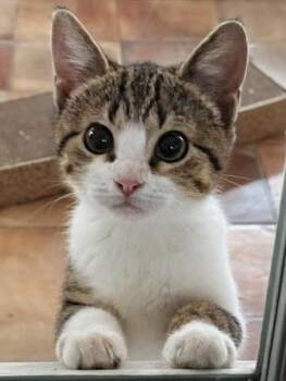 Domestic Short Hair Cats Available for Adoption - Courtney | PetCurious