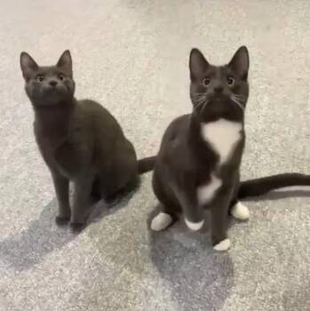 Ducati and Vespa -  Domestic Short Hair and Russian Blue Cat for Adoption in Washington Township, New Jersey - Ducati And Vespa | PetCurious