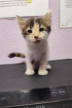 61132460 -  Domestic Short Hair Cat for Adoption in El Paso, Texas - 61132460 | PetCurious