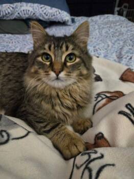 Domestic Long Hair Cats Available for Adoption - Portobello | PetCurious