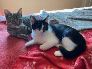 Scooter and Peppermint Patty -  Domestic Short Hair Cat for Adoption in Seattle, Washington - Scooter And Peppermint Patty | PetCurious