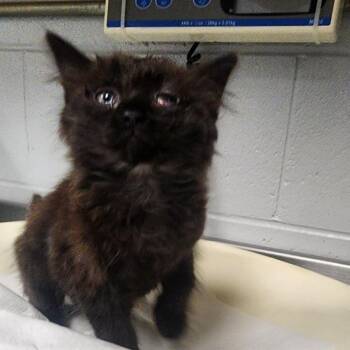 Mercedes -  Domestic Medium Hair Cat for Adoption in Greenville, South Carolina - Mercedes | PetCurious