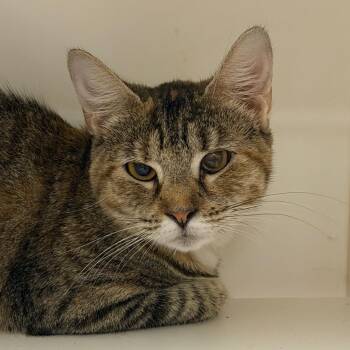 El Tigre -  Domestic Short Hair Cat for Adoption in Philadelphia, Pennsylvania - El Tigre | PetCurious