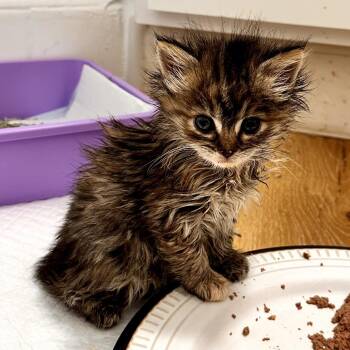 Domestic Long Hair Cats Available for Adoption in Long Beach, California - Gabrielle | PetCurious