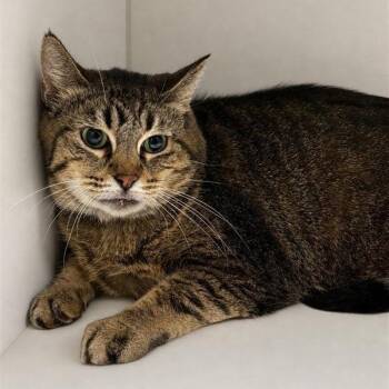 Domestic Short Hair and Abyssinian Cats Available for Adoption in Long Beach, California - Mrs. Potato | PetCurious