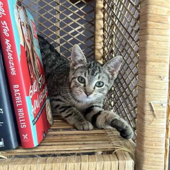 Domestic Short Hair Cats Available for Adoption - Bananas In Pajamas | PetCurious