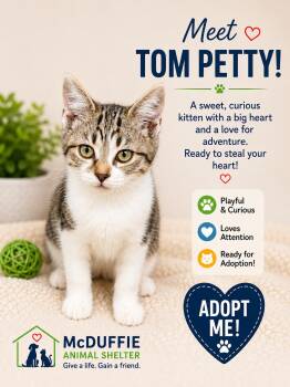 Tom Petty -  Domestic Short Hair Cat for Adoption in Thomson, Georgia - Tom Petty | PetCurious