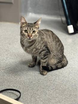 SHIRLEY -  Domestic Short Hair Cat for Adoption in Indianapolis, Indiana - SHIRLEY | PetCurious