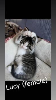 Lucy (Haycock 7 Litter) -  Domestic Short Hair Cat for Adoption in Telford, Pennsylvania - Lucy (Haycock 7 Litter) | PetCurious