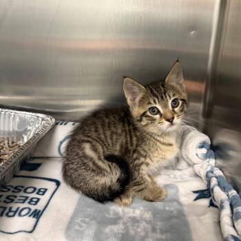 Bella -  Domestic Short Hair Cat for Adoption in Parkersburg, West Virginia - Bella | PetCurious