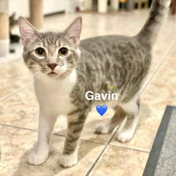 Gavin -  Domestic Short Hair Cat for Adoption in Peachtree City, Georgia - Gavin | PetCurious