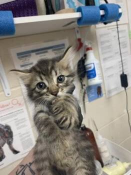 93389a Billie Holiday -  Domestic Short Hair Cat for Adoption in North Charleston, South Carolina - 93389a Billie Holiday | PetCurious