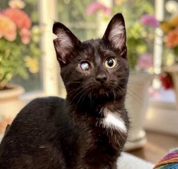Misty - KITTEN -  Tuxedo Cat for Adoption in Perry, Iowa - Misty - KITTEN | PetCurious