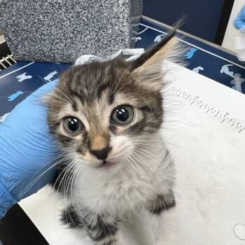 Nectar -  Domestic Short Hair Cat for Adoption in Galveston, Texas - Nectar | PetCurious