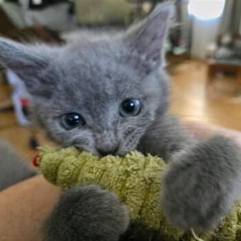 Dolly Parton -  Domestic Short Hair Cat for Adoption in West Olive, Michigan - Dolly Parton | PetCurious