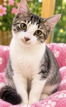 PEACH -  Domestic Short Hair Cat for Adoption in Margate, Florida - PEACH | PetCurious