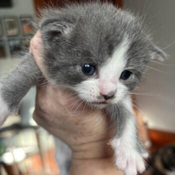 Shimmer Lion -  Domestic Short Hair Cat for Adoption in Providence, Rhode Island - Shimmer Lion | PetCurious