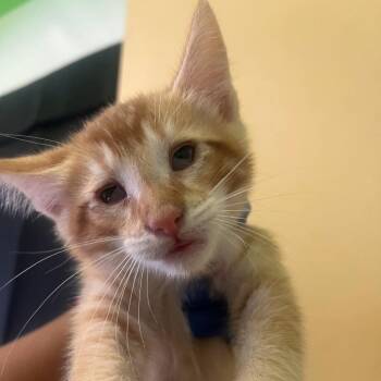Mango -  Domestic Short Hair Cat for Adoption in Los Angeles, California - Mango | PetCurious