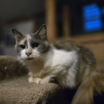 Lyric -  Calico and Domestic Medium Hair Cat for Adoption in Knoxville, Tennessee - Lyric | PetCurious