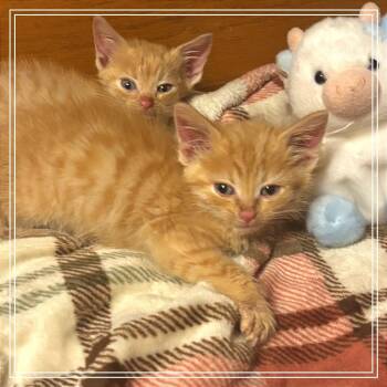 Chester -  Domestic Short Hair Cat for Adoption in Monroe, Michigan - Chester | PetCurious