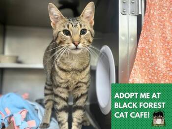 CHESTNUT -  Domestic Short Hair Cat for Adoption in Fort Wayne, Indiana - CHESTNUT | PetCurious