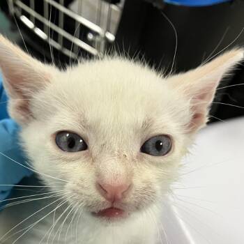 Jasper -  Domestic Short Hair Cat for Adoption in Las Cruces, New Mexico - Jasper | PetCurious