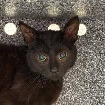 Kool-Aid -  Domestic Short Hair Cat for Adoption in Greenville, South Carolina - Kool-Aid | PetCurious