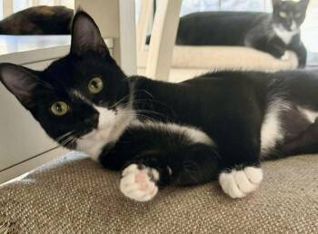 Rescue Domestic Short Hair Cats for Adoption in Chandler, Arizona - Penny Fuococat | PetCurious