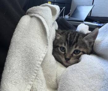 Domestic Short Hair Cats Available for Adoption in West Chester, Pennsylvania - Beluga | PetCurious
