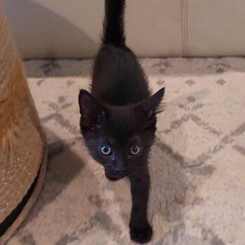 Bill Nye the Science Guy -  American Shorthair Cat for Adoption in Boerne, Texas - Bill Nye The Science Guy | PetCurious