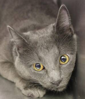 Gray -  Domestic Short Hair Cat for Adoption in Sioux City, Iowa - Gray | PetCurious