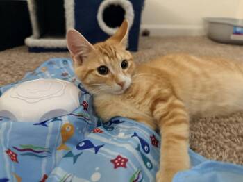 Julius -  Domestic Short Hair Cat for Adoption in Lincoln Park, Michigan - Julius | PetCurious