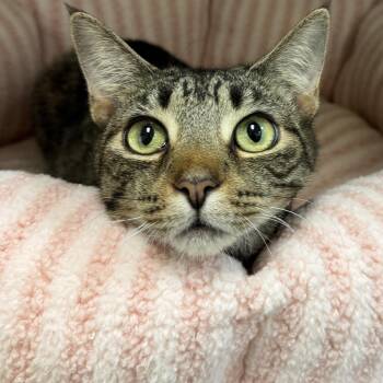 Seraphina -  Domestic Short Hair Cat for Adoption in Eatontown, New Jersey - Seraphina | PetCurious