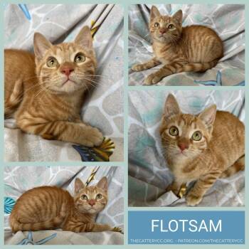 Flotsam -  Domestic Short Hair Cat for Adoption in Corpus Christi, Texas - Flotsam | PetCurious